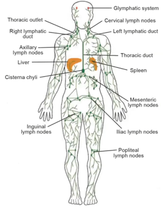 Lymphatic - Organ Work